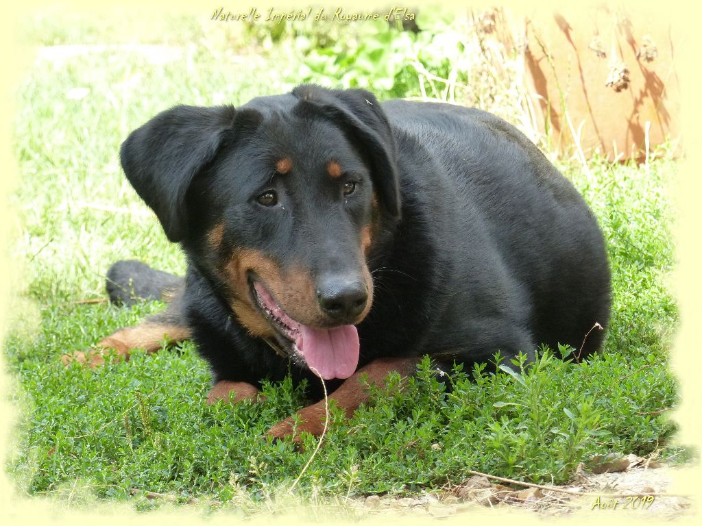 Publication : du Royaume D'Elsa Auteur : Agnes du Royaume D'Elsa