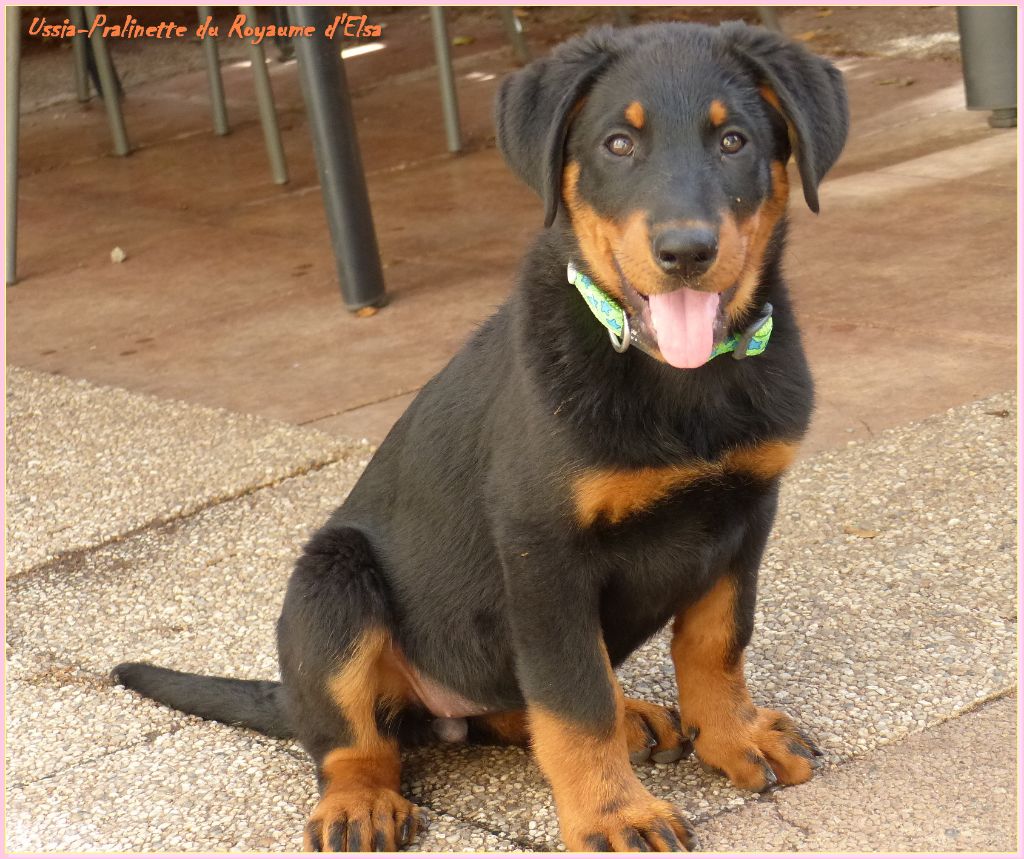 Publication : du Royaume D'Elsa Auteur : Agnès du Royaume d'Elsa