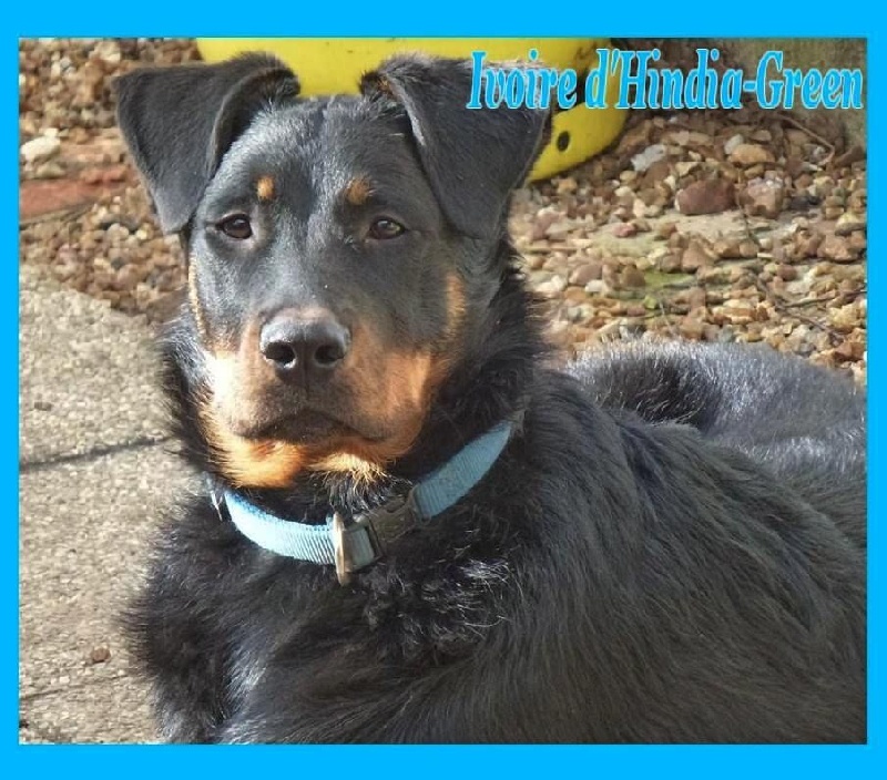 Publication : du Royaume D'Elsa Auteur : Agnes du Royaume d'Elsa