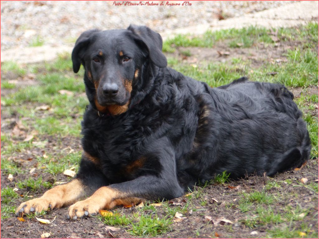 Publication : du Royaume D'Elsa Auteur : Agnes du Royaume D'Elsa