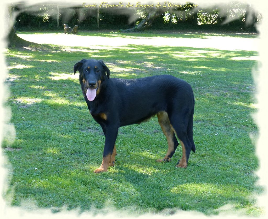 Publication : du Royaume D'Elsa Auteur : Agnes du Royaume d'Elsa