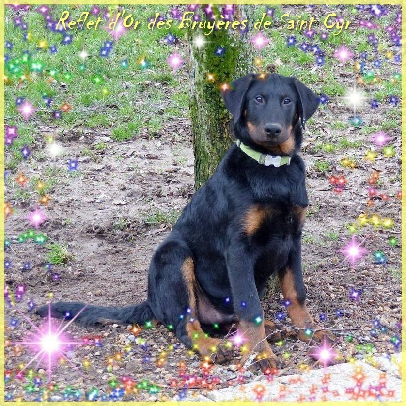 Publication : du Royaume D'Elsa Auteur : Agnes du Royaume d'Elsa