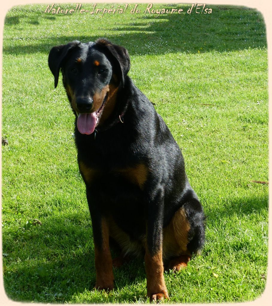 Publication : du Royaume D'Elsa Auteur : Agnes du Royaume D'Elsa