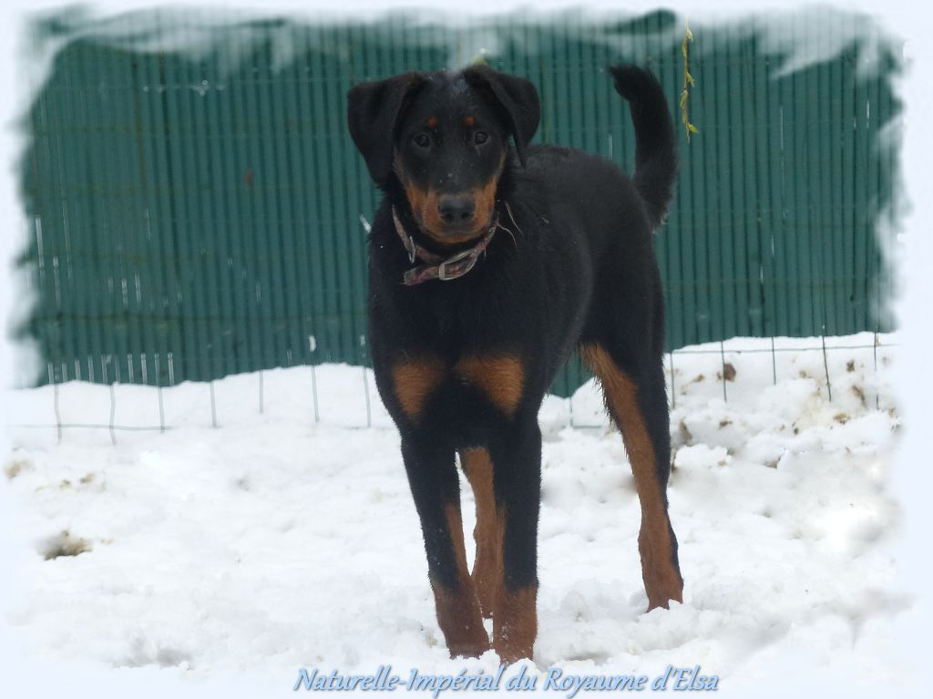 Publication : du Royaume D'Elsa Auteur : Agnes du Royaume D'Elsa