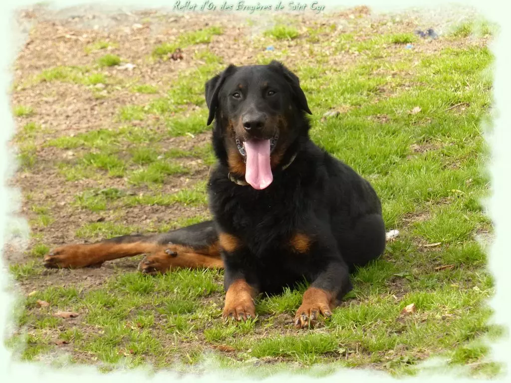 Publication : du Royaume D'Elsa Auteur : Agnes du Royaume d'Elsa