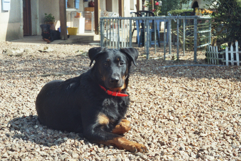 Publication : du Royaume D'Elsa Auteur : Agnès du ROYAUME D'ELSA