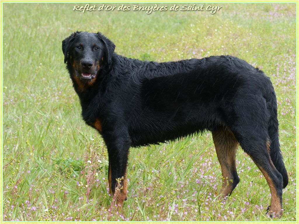 Publication : du Royaume D'Elsa Auteur : Agnes du Royaume d'Elsa