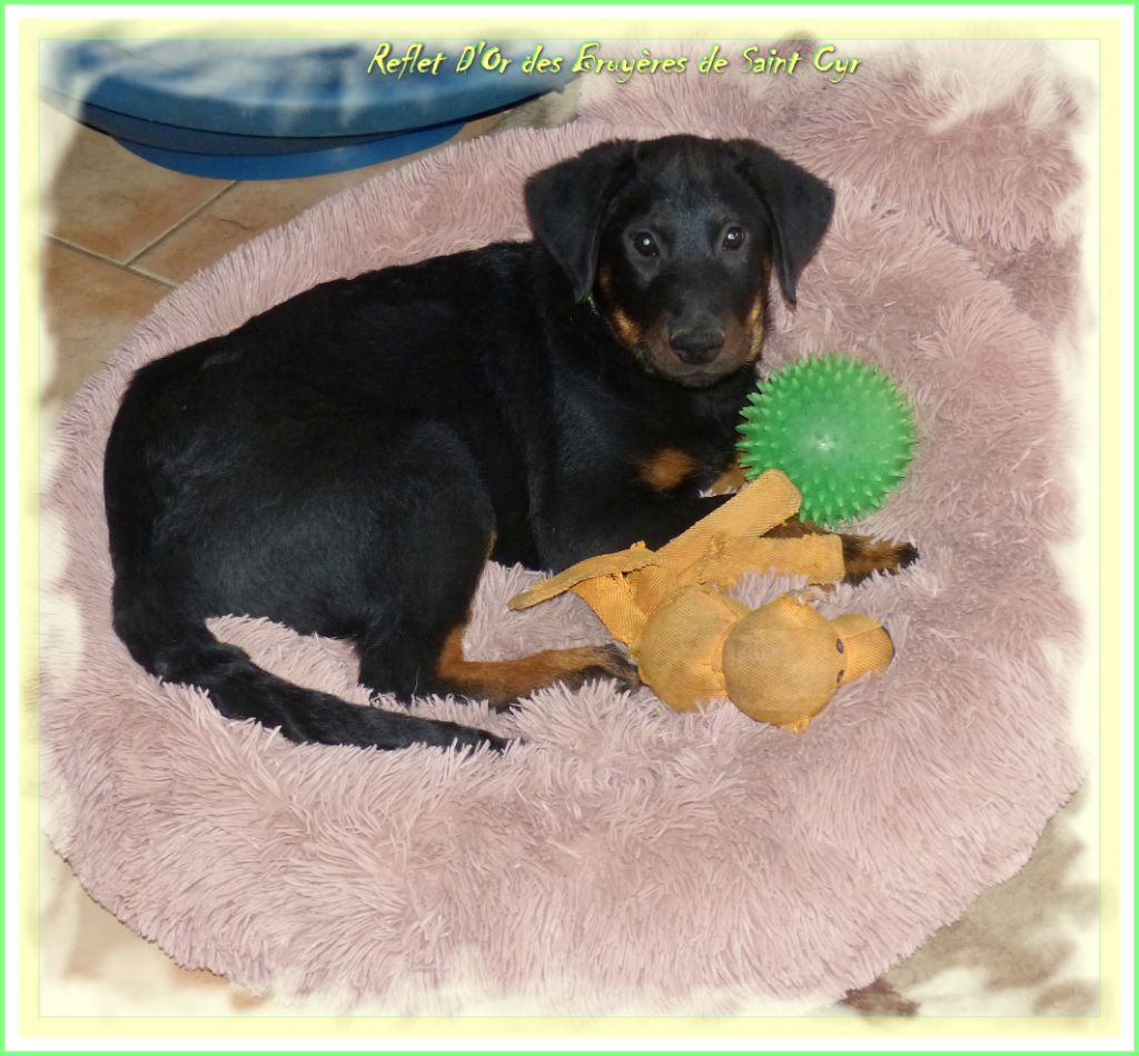 Publication : du Royaume D'Elsa Auteur : Agnes du Royaume d'Elsa