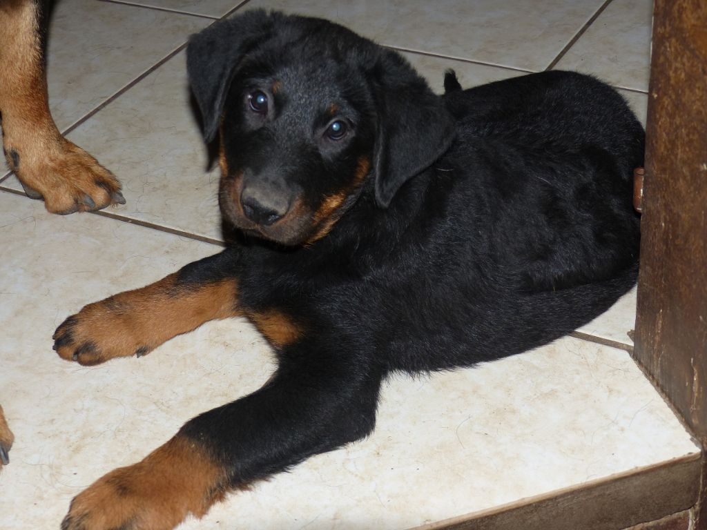 Publication : du Royaume D'Elsa Auteur : Agnes du Royaume d'Elsa