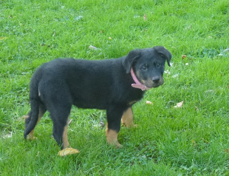 Publication : du Royaume D'Elsa Auteur : Agnes du Royaume d'Elsa