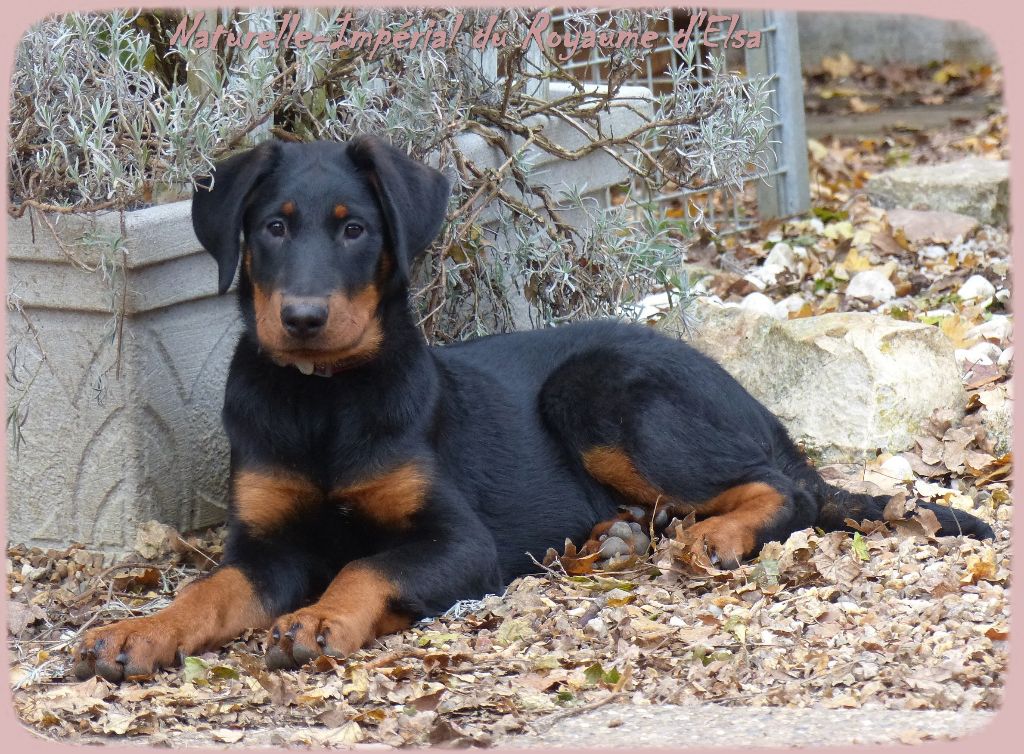 Publication : du Royaume D'Elsa Auteur : Agnes du Royaume D'Elsa