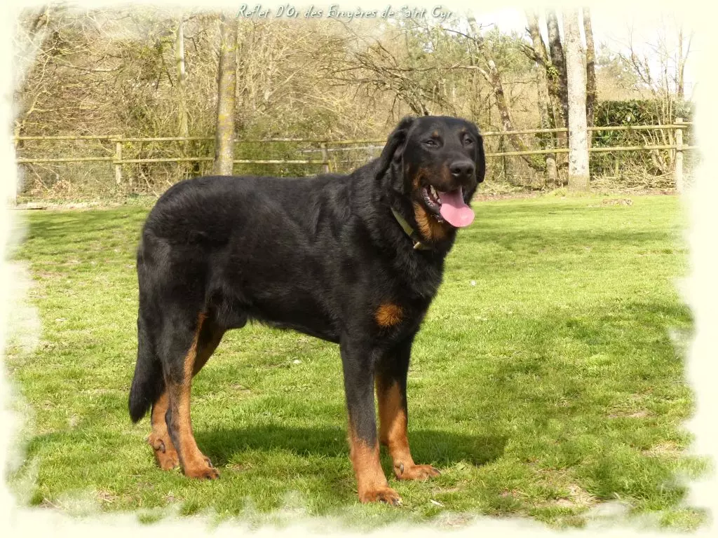 Publication : du Royaume D'Elsa Auteur : Agnes du Royaume d'Elsa