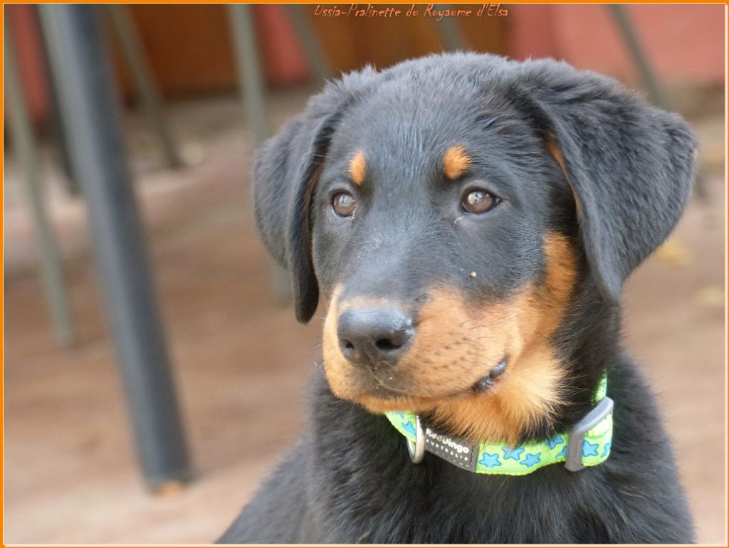 Publication : du Royaume D'Elsa Auteur : Agnès du Royaume d'Elsa