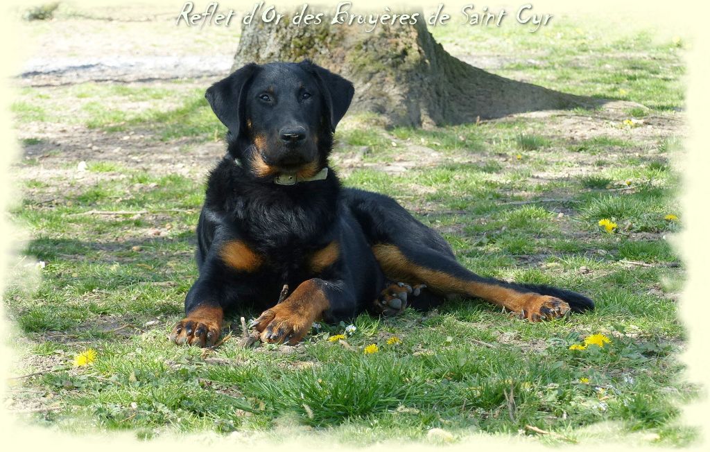 Publication : du Royaume D'Elsa Auteur : Agnes du Royaume d'Elsa