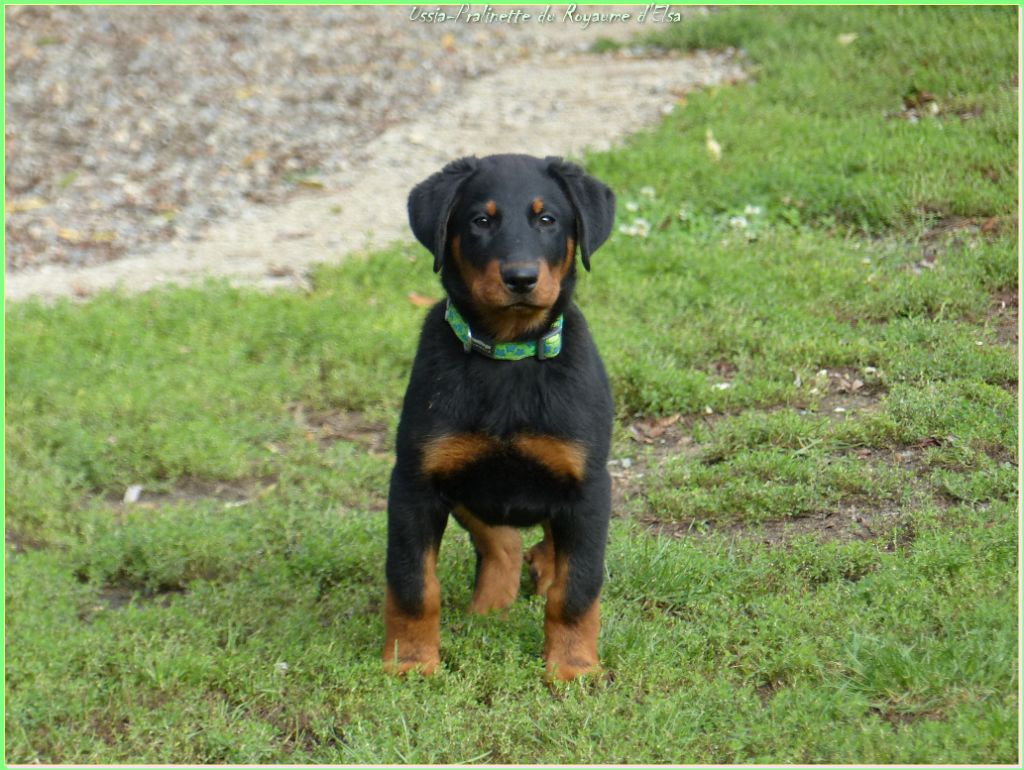 Publication : du Royaume D'Elsa Auteur : Agnès du Royaume d'Elsa