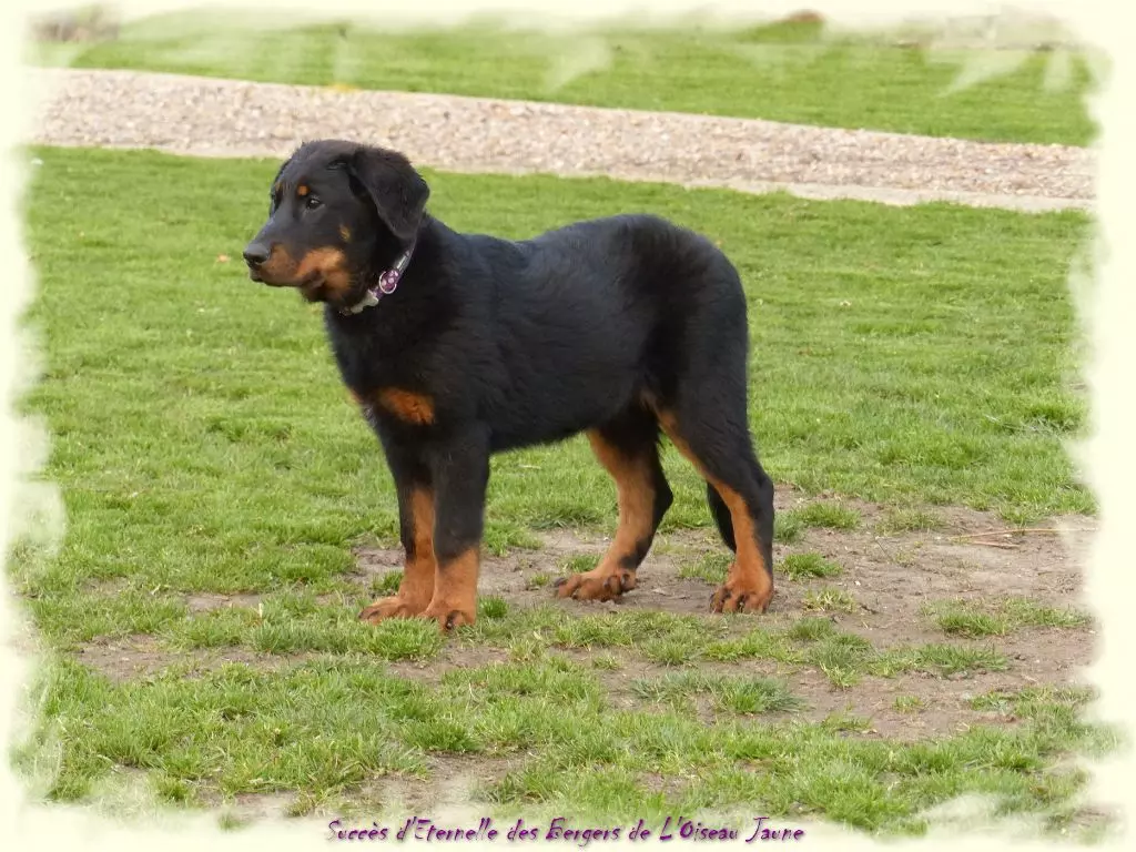 Publication : du Royaume D'Elsa Auteur : Agnes du Royaume d'Elsa