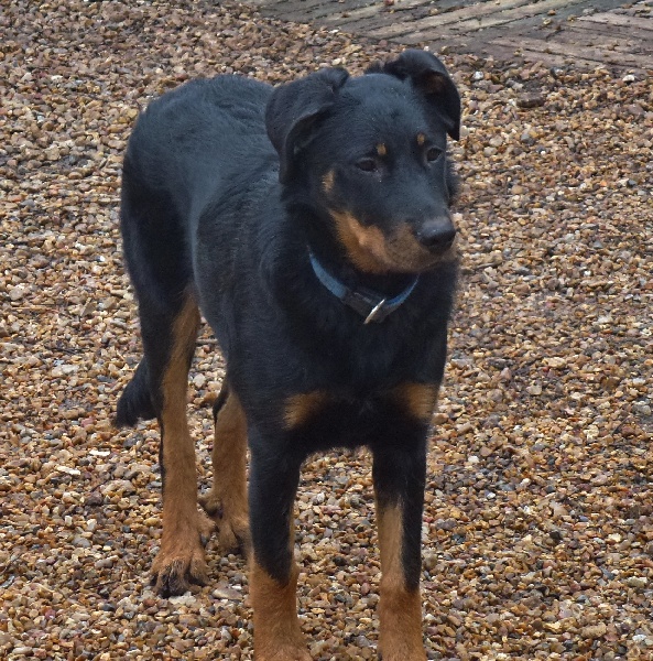 Publication : du Royaume D'Elsa Auteur : Agnes du Royaume d'Elsa