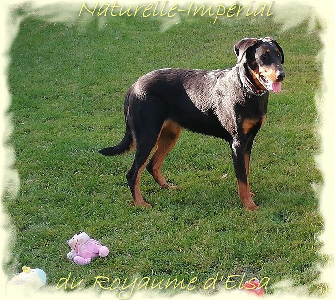 Publication : du Royaume D'Elsa Auteur : Agnes du Royaume D'Elsa