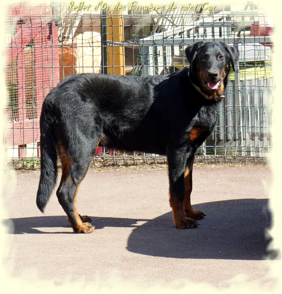 Publication : du Royaume D'Elsa Auteur : Agnes du Royaume d'Elsa