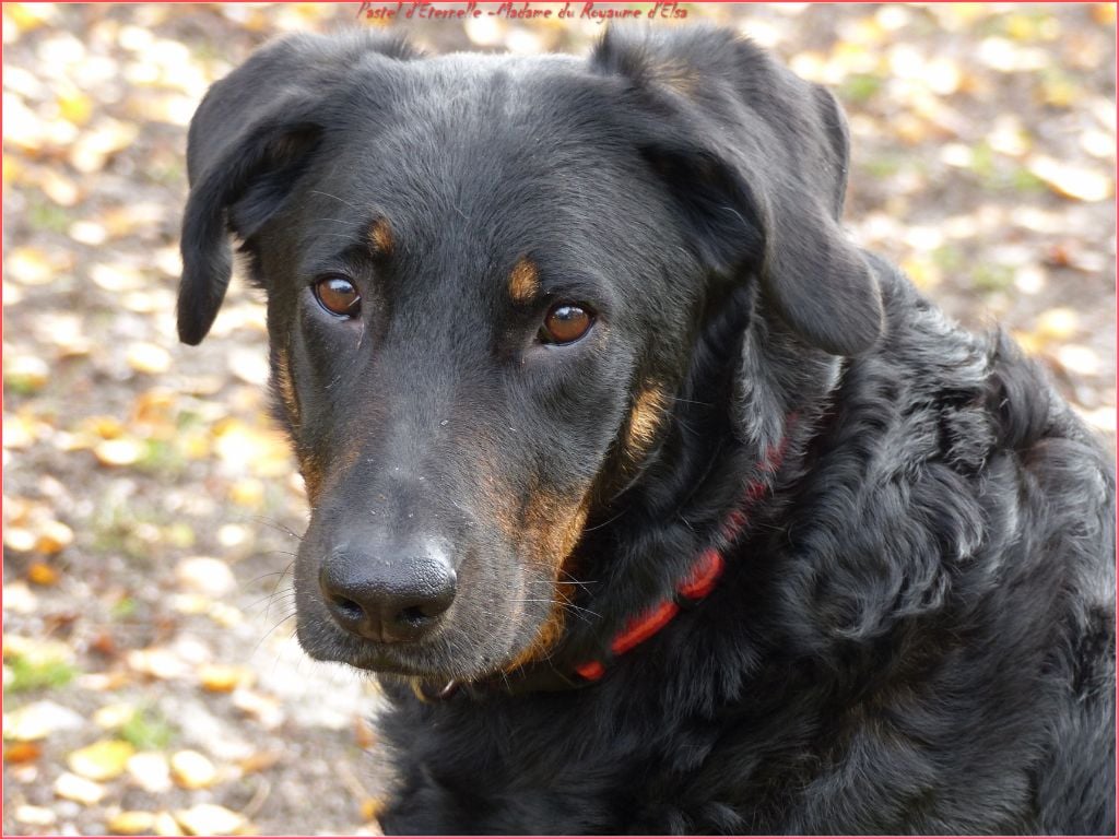 Publication : du Royaume D'Elsa Auteur : Agnes du Royaume D'Elsa