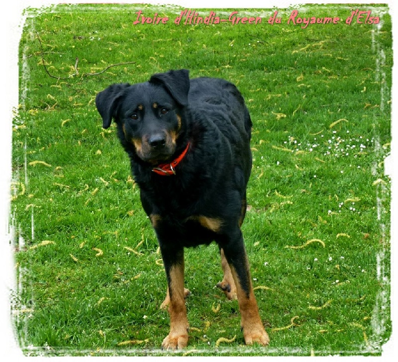 Publication : du Royaume D'Elsa Auteur : Agnes du Royaume d'Elsa