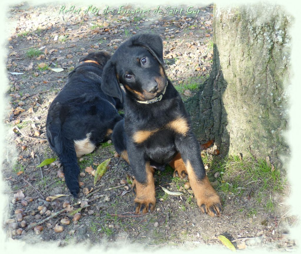 Publication : du Royaume D'Elsa Auteur : Agnes du Royaume d'Elsa