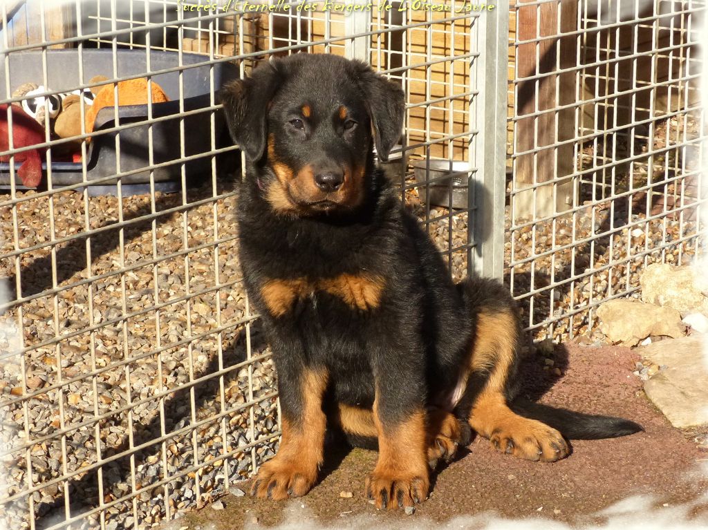 Publication : du Royaume D'Elsa Auteur : Agnes du Royaume d'Elsa