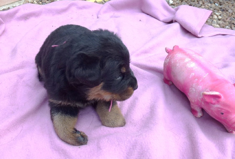 Publication : du Royaume D'Elsa Auteur : Agnes du Royaume d'Elsa