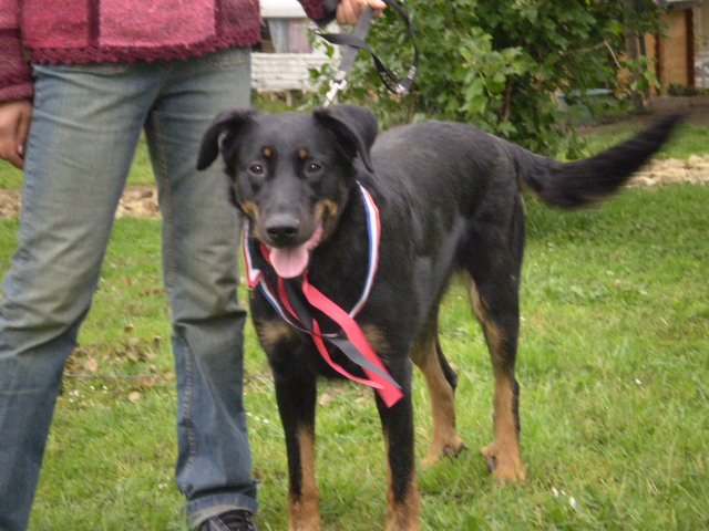 Publication : du Royaume D'Elsa Auteur : Agnès du ROYAUME D'ELSA