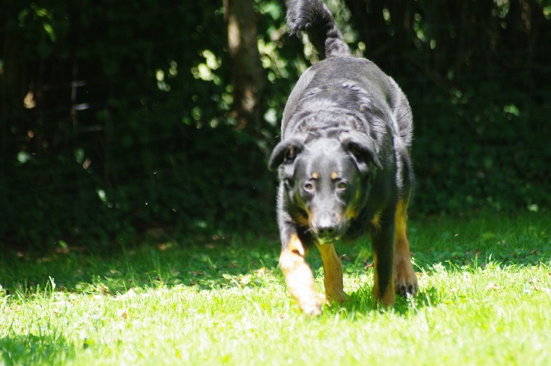Publication : du Royaume D'Elsa Auteur : Agnès du ROYAUME D'ELSA
