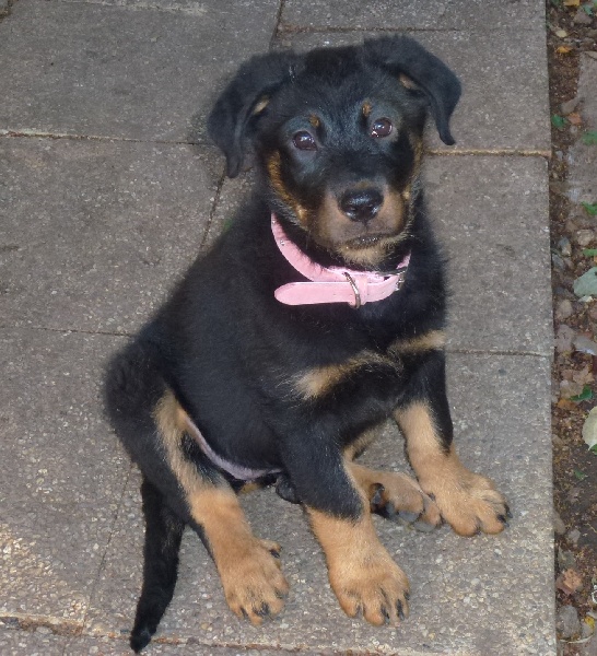 Publication : du Royaume D'Elsa Auteur : Agnes du Royaume d'Elsa