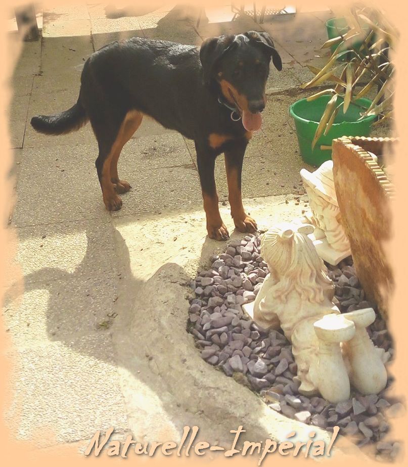 Publication : du Royaume D'Elsa Auteur : Agnes du Royaume D'Elsa