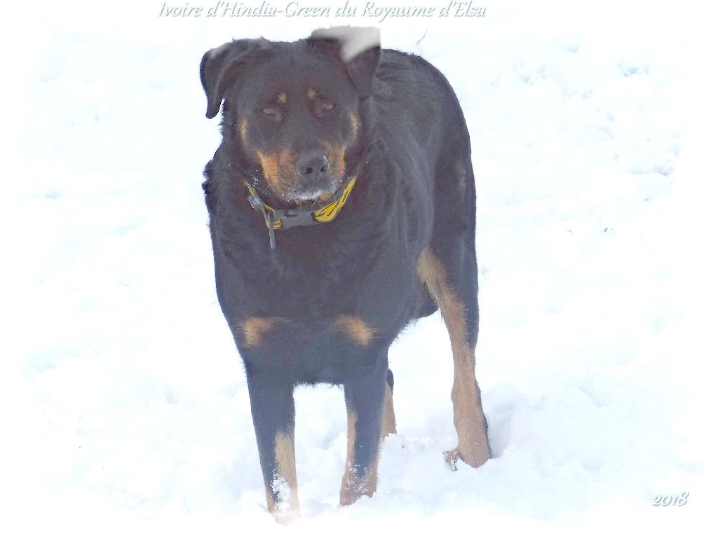 Publication : du Royaume D'Elsa Auteur : Agnes du Royaume d'Elsa