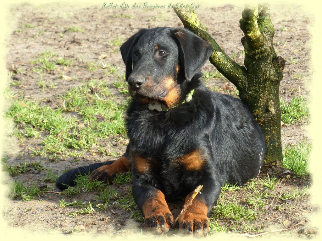 Publication : du Royaume D'Elsa Auteur : Agnes du Royaume d'Elsa