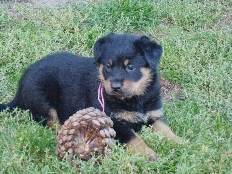 Publication : du Royaume D'Elsa Auteur : Agnes du Royaume d'Elsa