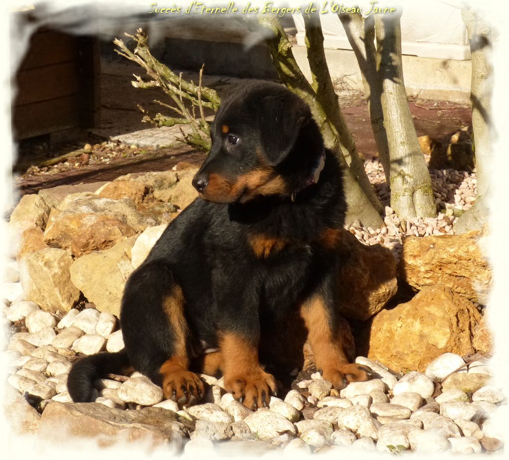 Publication : du Royaume D'Elsa Auteur : Agnes du Royaume d'Elsa