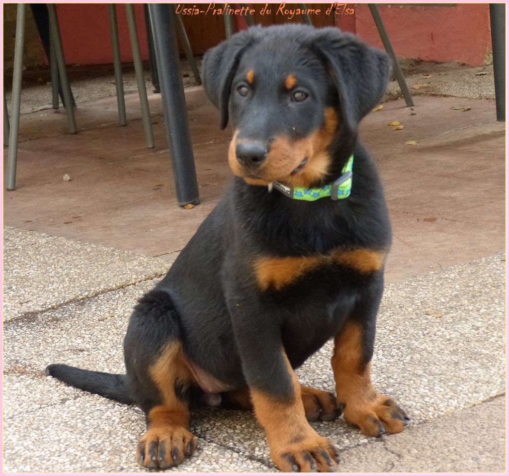 Publication : du Royaume D'Elsa Auteur : Agnès du Royaume d'Elsa