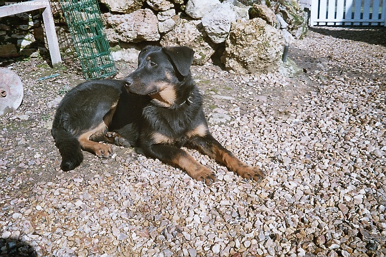 Publication : du Royaume D'Elsa Auteur : Agnès du ROYAUME D'ELSA