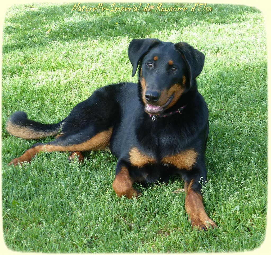 Publication : du Royaume D'Elsa Auteur : Agnes du Royaume D'Elsa