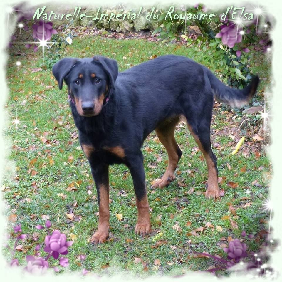 Publication : du Royaume D'Elsa Auteur : Agnes du Royaume D'Elsa