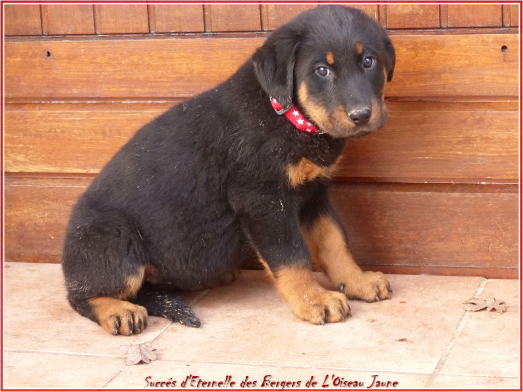 Publication : du Royaume D'Elsa Auteur : Agnes du Royaume d'Elsa