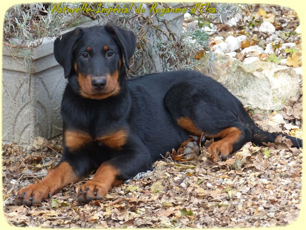 Publication : du Royaume D'Elsa Auteur : Agnes du Royaume D'Elsa