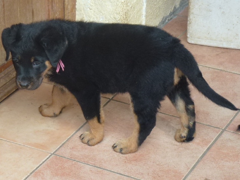 Publication : du Royaume D'Elsa Auteur : Agnes du Royaume d'Elsa