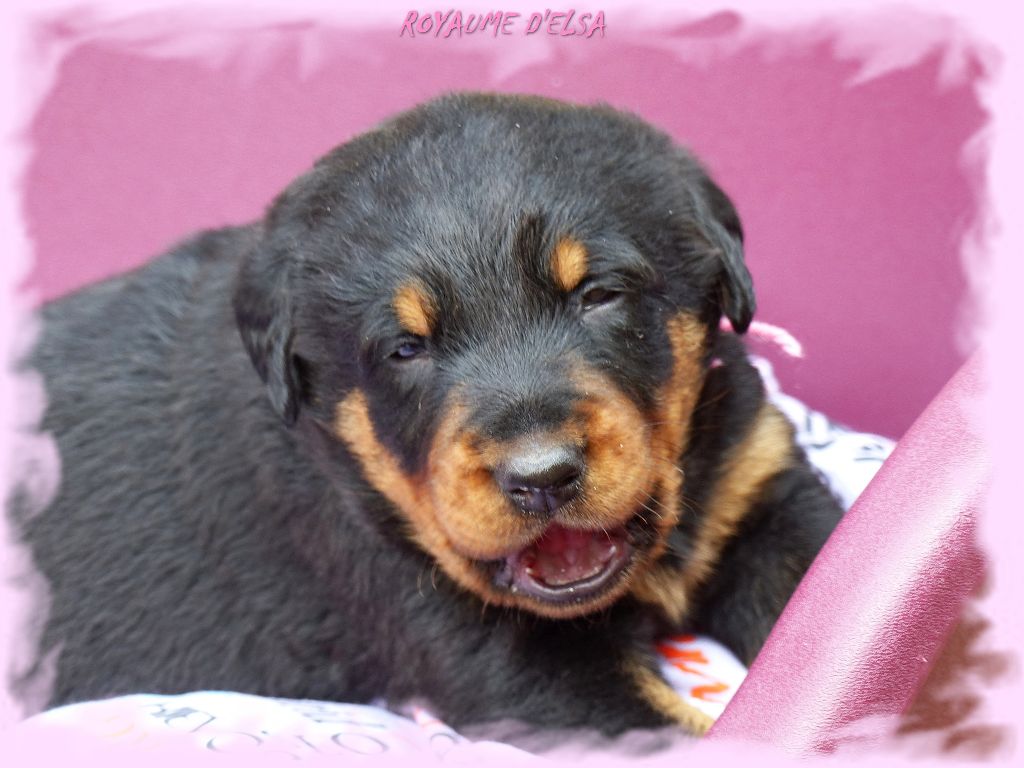 Publication : du Royaume D'Elsa Auteur : Agnes du Royaume D'Elsa