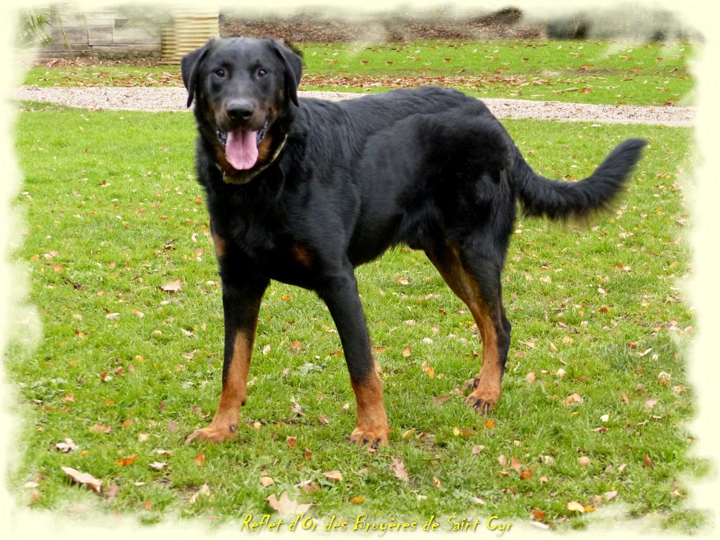 Publication : du Royaume D'Elsa Auteur : Agnes du Royaume d'Elsa