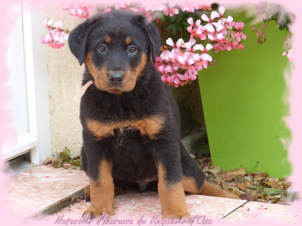 Publication : du Royaume D'Elsa Auteur : Agnes du Royaume D'Elsa