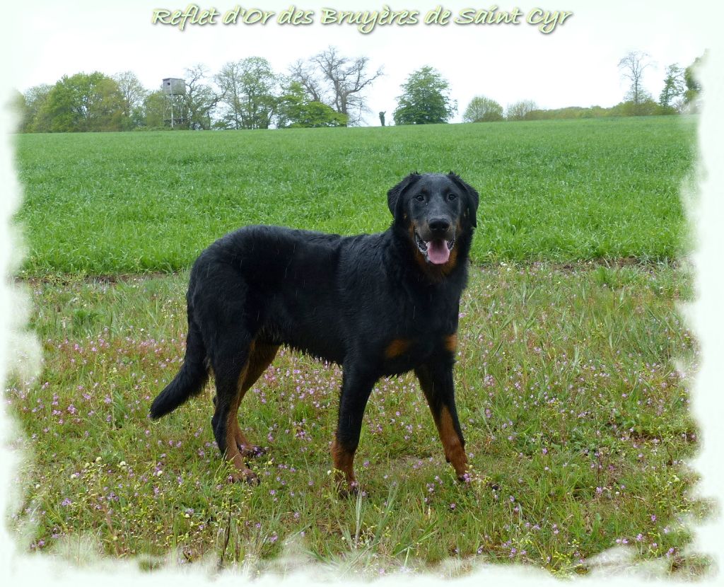 Publication : du Royaume D'Elsa Auteur : Agnes du Royaume d'Elsa