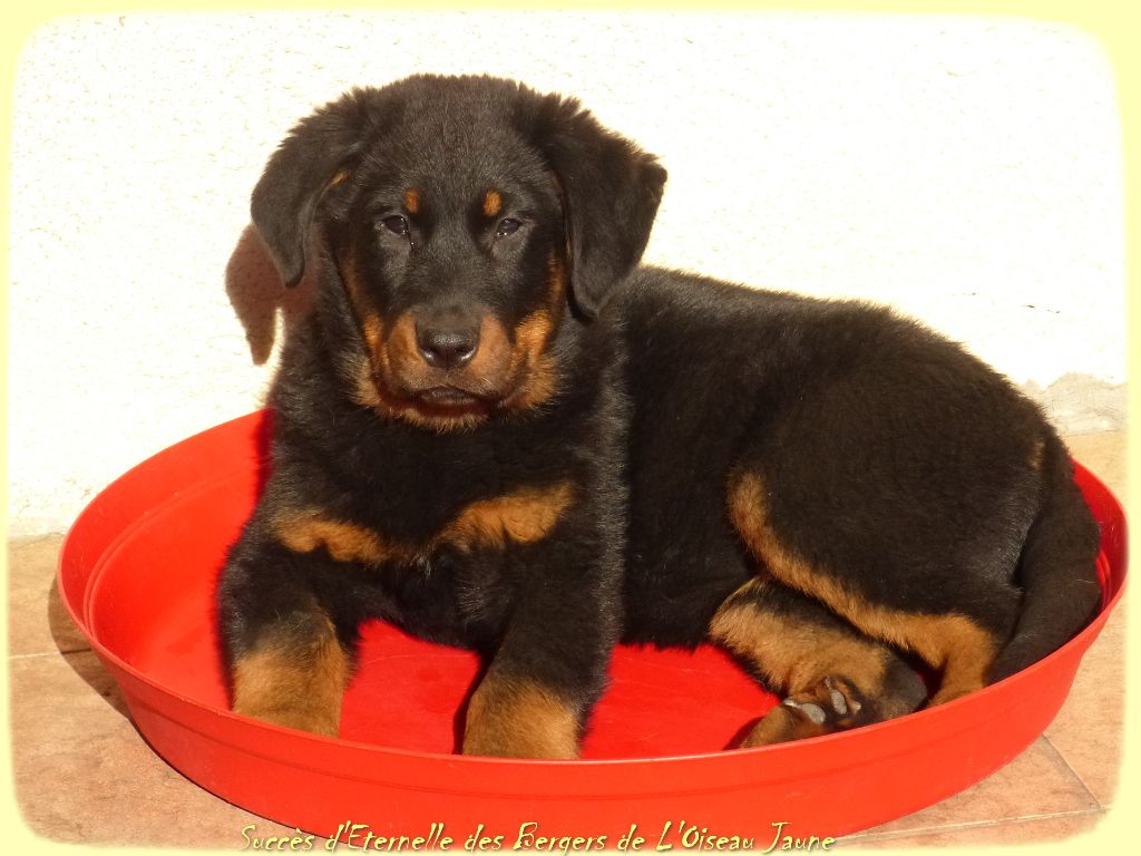 Publication : du Royaume D'Elsa Auteur : Agnes du Royaume d'Elsa