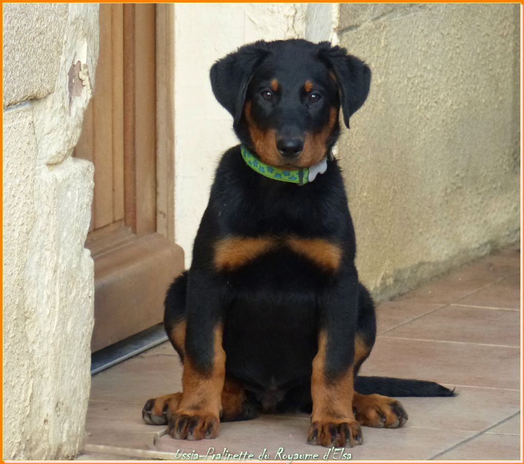 Publication : du Royaume D'Elsa Auteur : Agnès du Royaume d'Elsa