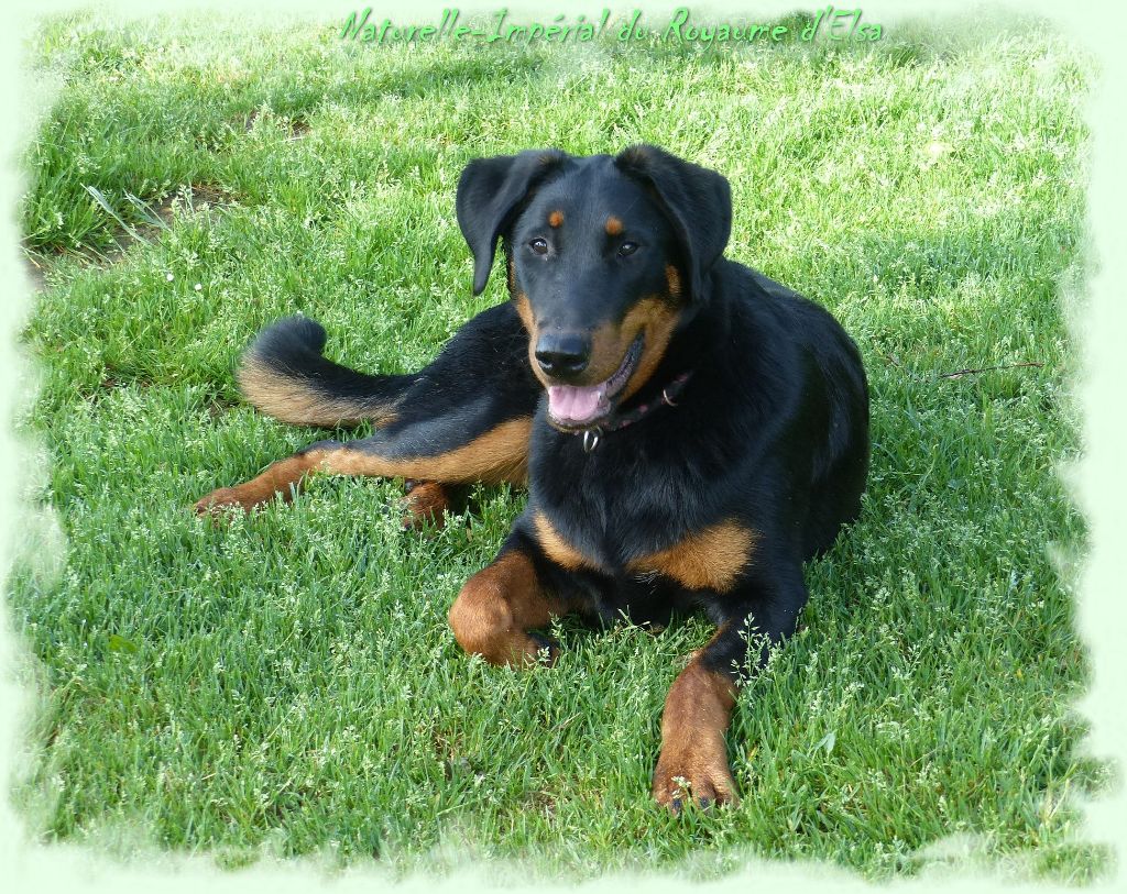 Publication : du Royaume D'Elsa Auteur : Agnes du Royaume D'Elsa